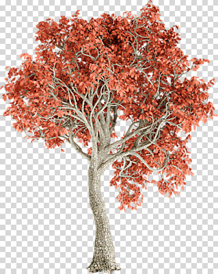 편집 편집이미지 단풍 단풍나무 누끼 사람없음 3D소스 3D 가을 디지털합성 PNG 편집소스 나무 계절 잎 파일형식