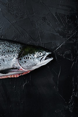 포토 JPG 해외이미지 검은배경 실내 사람없음 신선 연어 해외포토 백그라운드 어류 내부 검은색 파일형식