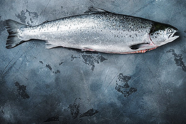 포토 JPG 해외이미지 회색배경 실내 사람없음 신선 연어 해외포토 백그라운드 어류 내부 회색 파일형식