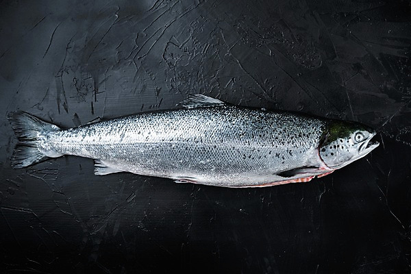 포토 JPG 해외이미지 검은배경 실내 사람없음 신선 연어 카피스페이스 해외포토 백그라운드 어류 내부 검은색 공백 파일형식
