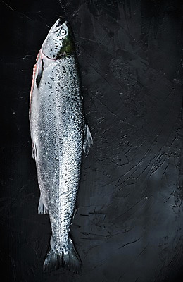 포토 JPG 해외이미지 검은배경 실내 사람없음 신선 연어 해외포토 백그라운드 어류 내부 검은색 파일형식