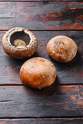 포토 JPG 해외이미지 실내 사람없음 세개 양송이 나무탁자 해외포토 탁자 3 내부 버섯 파일형식