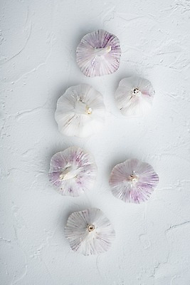 포토 JPG 해외이미지 식재료 실내 마늘 사람없음 하이앵글 흰배경 통마늘 카피스페이스 해외포토 뷰포인트 백그라운드 채소 내부 공백 흰색 파일형식