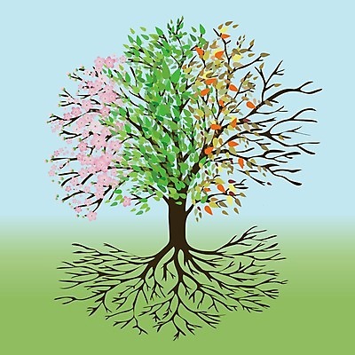 EPS 해외이미지 나무 사계절 꽃 단풍 낙엽 일러스트 나뭇잎 사람없음 벚꽃 나뭇가지 혼합 나무뿌리 해외일러스트 식물 계절 잎 뿌리 파일형식 벡터