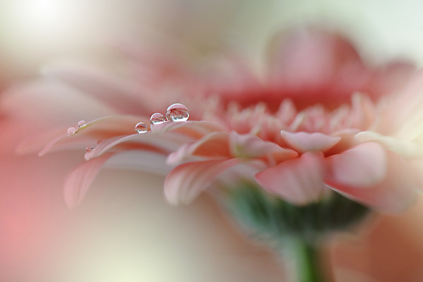 포토 JPG 해외이미지 꽃잎 꽃 근접촬영 사람없음 물방울 이슬 블러 해외포토 식물 뷰포인트 파일형식