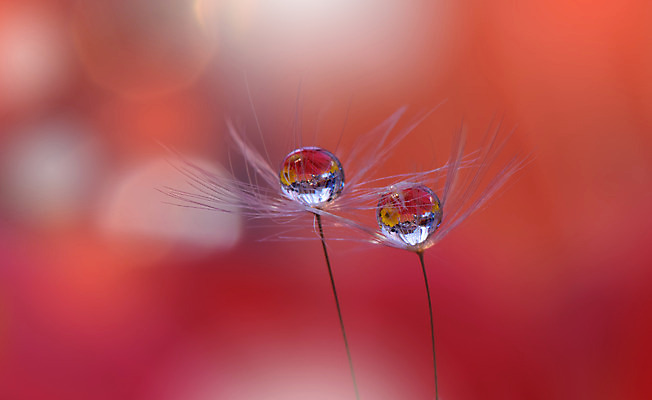 포토 JPG 해외이미지 근접촬영 사람없음 물방울 투명 이슬 민들레홀씨 블러 해외포토 뷰포인트 민들레 파일형식