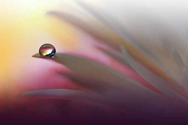 포토 JPG 해외이미지 꽃잎 근접촬영 사람없음 물방울 이슬 블러 해외포토 꽃 뷰포인트 파일형식