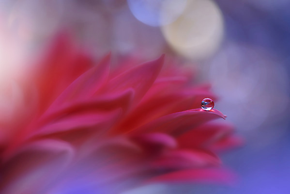 포토 JPG 해외이미지 꽃잎 근접촬영 사람없음 물방울 이슬 블러 해외포토 꽃 뷰포인트 파일형식