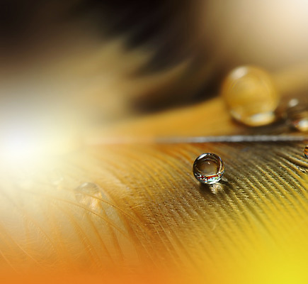 포토 JPG 해외이미지 꽃잎 꽃 잎 근접촬영 사람없음 물방울 이슬 블러 해외포토 식물 뷰포인트 파일형식