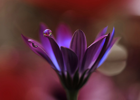 포토 JPG 해외이미지 꽃잎 꽃 근접촬영 사람없음 물방울 이슬 블러 해외포토 식물 뷰포인트 파일형식