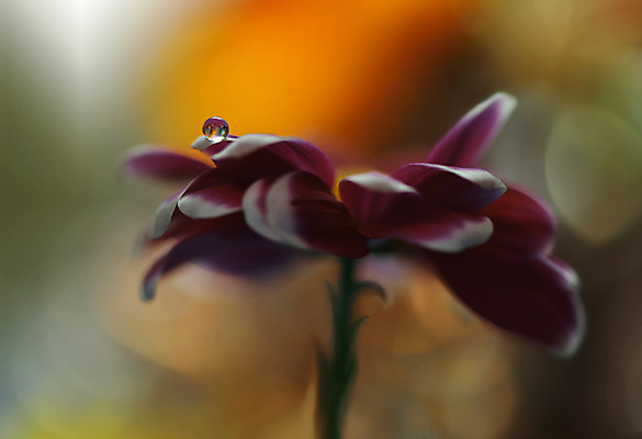 포토 JPG 해외이미지 꽃잎 꽃 근접촬영 사람없음 물방울 이슬 블러 해외포토 식물 뷰포인트 파일형식