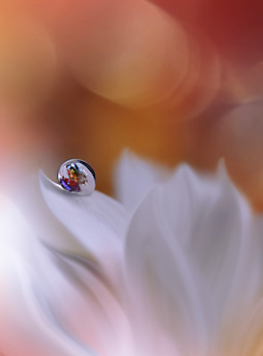 포토 JPG 해외이미지 꽃잎 꽃 근접촬영 사람없음 물방울 이슬 블러 해외포토 식물 뷰포인트 파일형식