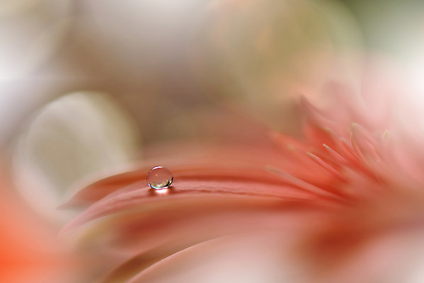 포토 JPG 해외이미지 꽃잎 꽃 근접촬영 사람없음 낭만 물방울 이슬 블러 국경 해외포토 식물 뷰포인트 컨셉 파일형식