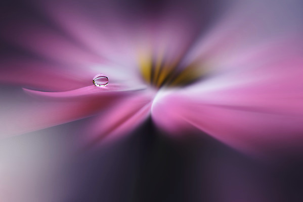 포토 JPG 해외이미지 꽃잎 꽃 근접촬영 사람없음 물방울 이슬 블러 해외포토 식물 뷰포인트 파일형식