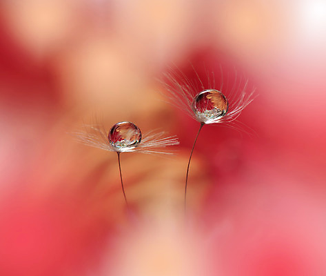 포토 JPG 해외이미지 근접촬영 사람없음 물방울 투명 이슬 민들레홀씨 블러 해외포토 뷰포인트 민들레 파일형식