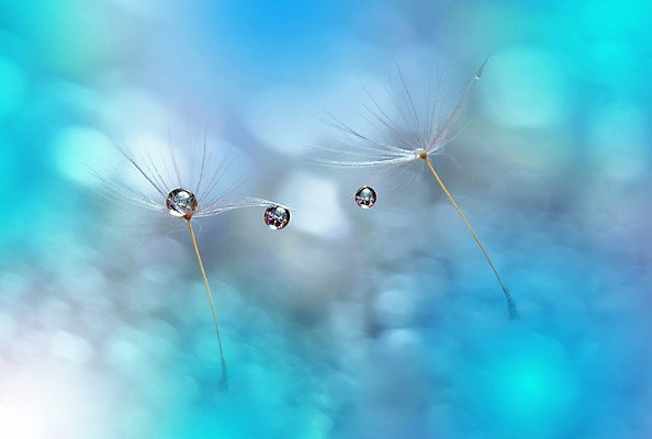 포토 JPG 해외이미지 근접촬영 사람없음 물방울 투명 이슬 민들레홀씨 블러 해외포토 뷰포인트 민들레 파일형식