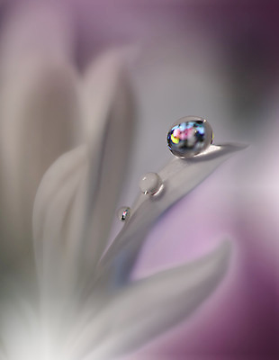 포토 JPG 해외이미지 꽃잎 꽃 근접촬영 사람없음 물방울 이슬 블러 해외포토 식물 뷰포인트 파일형식