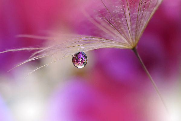 포토 JPG 해외이미지 근접촬영 사람없음 물방울 투명 이슬 민들레홀씨 블러 해외포토 뷰포인트 민들레 파일형식