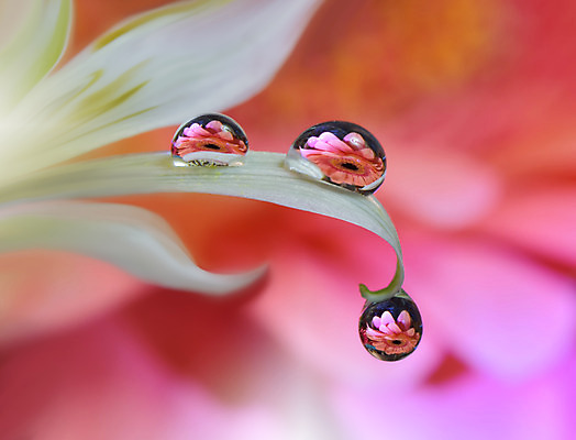 포토 JPG 해외이미지 꽃잎 꽃 근접촬영 사람없음 물방울 이슬 블러 해외포토 식물 뷰포인트 파일형식