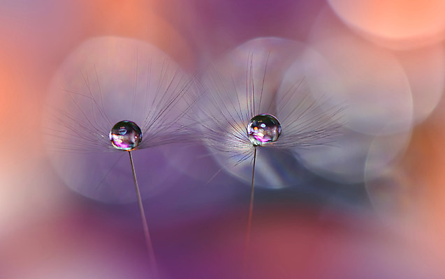 포토 JPG 해외이미지 근접촬영 사람없음 물방울 투명 이슬 민들레홀씨 블러 해외포토 뷰포인트 민들레 파일형식