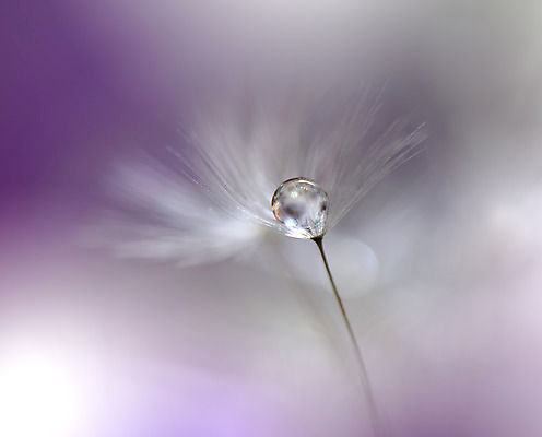 포토 JPG 해외이미지 근접촬영 사람없음 물방울 투명 이슬 민들레홀씨 블러 해외포토 뷰포인트 민들레 파일형식