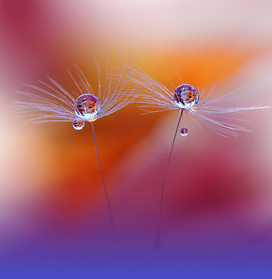 포토 JPG 해외이미지 근접촬영 사람없음 물방울 투명 이슬 민들레홀씨 블러 해외포토 뷰포인트 민들레 파일형식