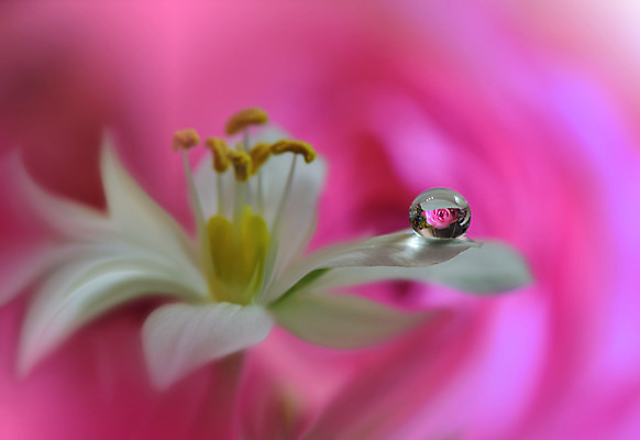 포토 JPG 해외이미지 꽃잎 꽃 근접촬영 사람없음 물방울 이슬 블러 해외포토 식물 뷰포인트 파일형식