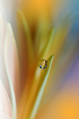 포토 JPG 해외이미지 꽃잎 꽃 근접촬영 사람없음 물방울 이슬 블러 해외포토 식물 뷰포인트 파일형식