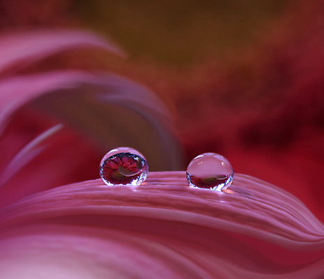 포토 JPG 해외이미지 꽃잎 꽃 근접촬영 사람없음 물방울 이슬 블러 해외포토 식물 뷰포인트 파일형식