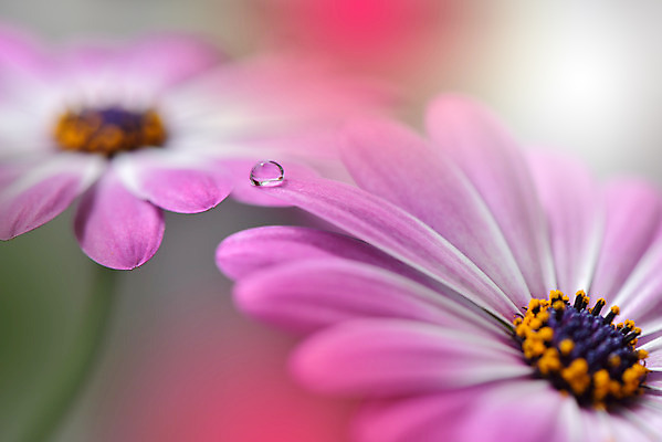 포토 JPG 해외이미지 꽃잎 꽃 근접촬영 사람없음 낭만 물방울 이슬 블러 국경 해외포토 식물 뷰포인트 컨셉 파일형식