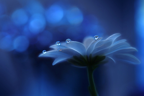 포토 JPG 해외이미지 꽃잎 꽃 근접촬영 사람없음 낭만 물방울 이슬 블러 해외포토 식물 뷰포인트 컨셉 파일형식