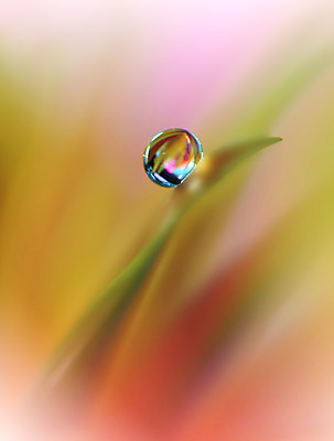 포토 JPG 해외이미지 꽃잎 꽃 근접촬영 사람없음 물방울 이슬 블러 해외포토 식물 뷰포인트 파일형식