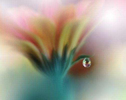 포토 JPG 해외이미지 꽃잎 꽃 근접촬영 사람없음 낭만 물방울 이슬 블러 국경 해외포토 식물 뷰포인트 컨셉 파일형식