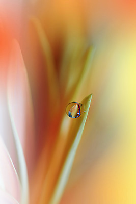 포토 JPG 해외이미지 꽃잎 꽃 근접촬영 사람없음 물방울 이슬 블러 해외포토 식물 뷰포인트 파일형식