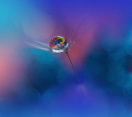 포토 JPG 해외이미지 근접촬영 사람없음 물방울 투명 이슬 민들레홀씨 블러 해외포토 뷰포인트 민들레 파일형식