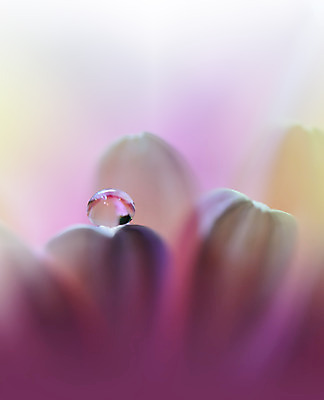 포토 JPG 해외이미지 꽃잎 꽃 근접촬영 사람없음 낭만 물방울 이슬 블러 국경 해외포토 식물 뷰포인트 컨셉 파일형식