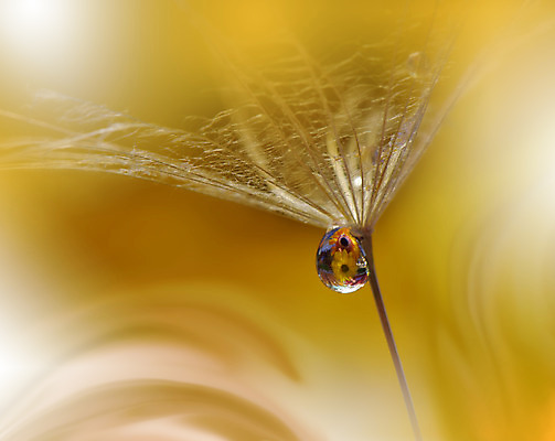 포토 JPG 해외이미지 근접촬영 사람없음 물방울 투명 이슬 민들레홀씨 블러 해외포토 뷰포인트 민들레 파일형식