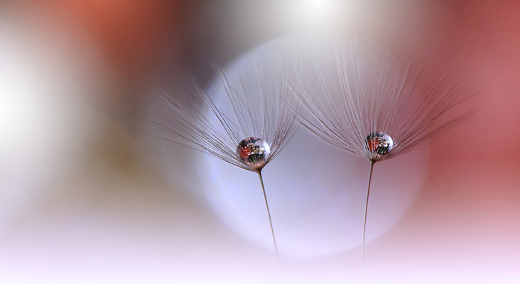 포토 JPG 해외이미지 근접촬영 사람없음 물방울 투명 이슬 민들레홀씨 블러 해외포토 뷰포인트 민들레 파일형식