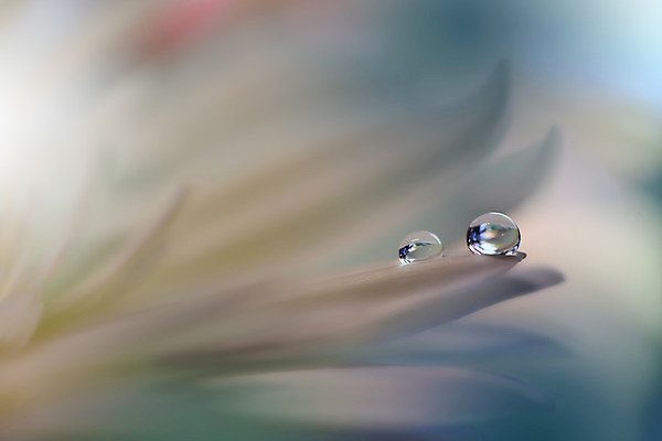 포토 JPG 해외이미지 꽃잎 꽃 근접촬영 사람없음 낭만 물방울 이슬 블러 국경 해외포토 식물 뷰포인트 컨셉 파일형식