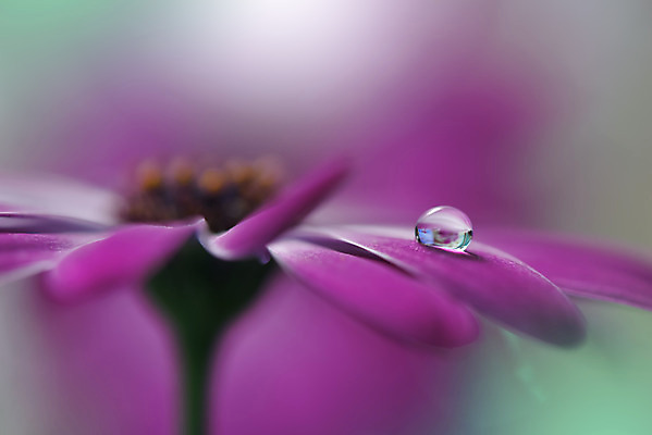 포토 JPG 해외이미지 꽃잎 꽃 근접촬영 사람없음 낭만 물방울 이슬 블러 국경 해외포토 식물 뷰포인트 컨셉 파일형식