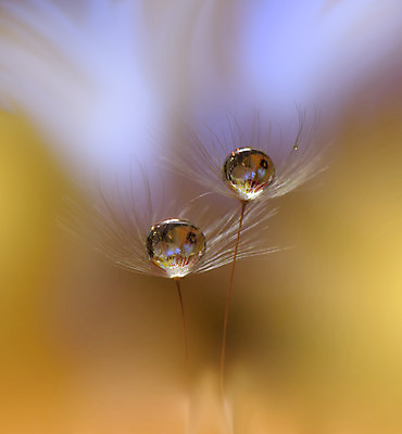 포토 JPG 해외이미지 근접촬영 사람없음 물방울 투명 이슬 민들레홀씨 블러 해외포토 뷰포인트 민들레 파일형식