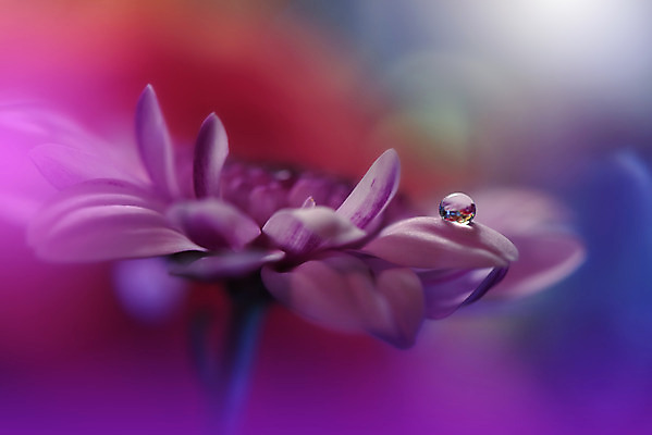 포토 JPG 해외이미지 꽃잎 꽃 근접촬영 사람없음 낭만 물방울 이슬 블러 국경 해외포토 식물 뷰포인트 컨셉 파일형식