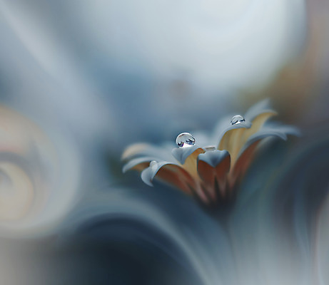 포토 JPG 해외이미지 꽃잎 꽃 근접촬영 사람없음 낭만 물방울 이슬 블러 국경 해외포토 식물 뷰포인트 컨셉 파일형식