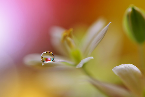 포토 JPG 해외이미지 꽃잎 꽃 근접촬영 사람없음 낭만 물방울 이슬 블러 국경 해외포토 식물 뷰포인트 컨셉 파일형식