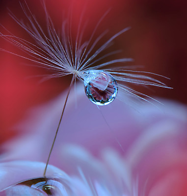 포토 JPG 해외이미지 근접촬영 사람없음 물방울 투명 이슬 민들레홀씨 블러 해외포토 뷰포인트 민들레 파일형식