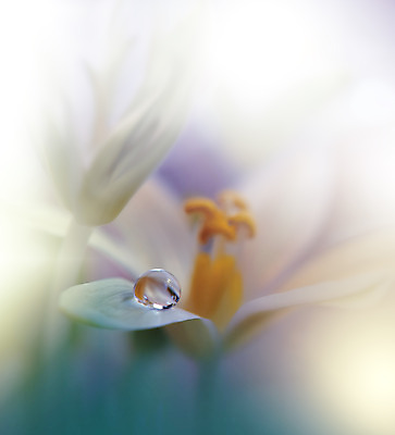 포토 JPG 해외이미지 꽃잎 꽃 근접촬영 사람없음 낭만 물방울 이슬 블러 국경 해외포토 식물 뷰포인트 컨셉 파일형식