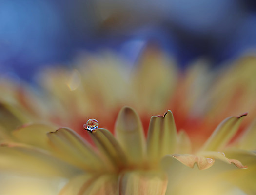 포토 JPG 해외이미지 꽃잎 꽃 근접촬영 사람없음 낭만 물방울 이슬 블러 국경 해외포토 식물 뷰포인트 컨셉 파일형식