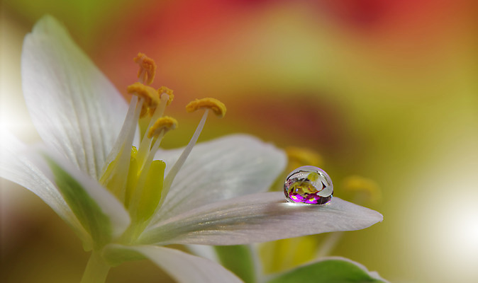 포토 JPG 해외이미지 꽃잎 꽃 근접촬영 사람없음 낭만 물방울 이슬 블러 국경 해외포토 식물 뷰포인트 컨셉 파일형식