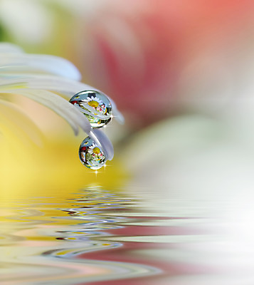 포토 JPG 해외이미지 꽃잎 꽃 잎 근접촬영 사람없음 낭만 물방울 이슬 블러 해외포토 식물 뷰포인트 컨셉 파일형식