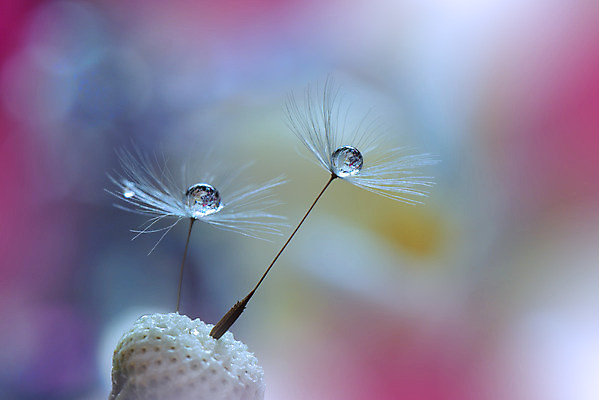 포토 JPG 해외이미지 근접촬영 사람없음 물방울 투명 이슬 민들레홀씨 블러 해외포토 뷰포인트 민들레 파일형식